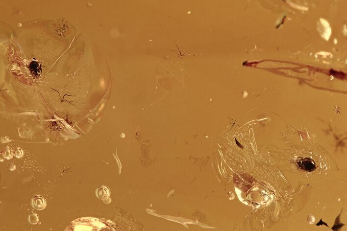 Two Mite Fossils in Baltic Amber #288482